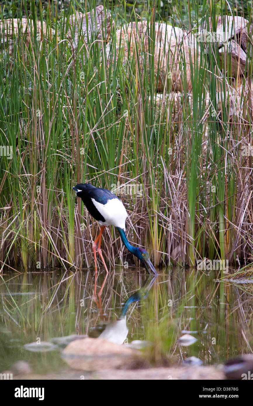 Black-necked stork, Territory Wildlife Park, Berry Springs (near Darwin ...
