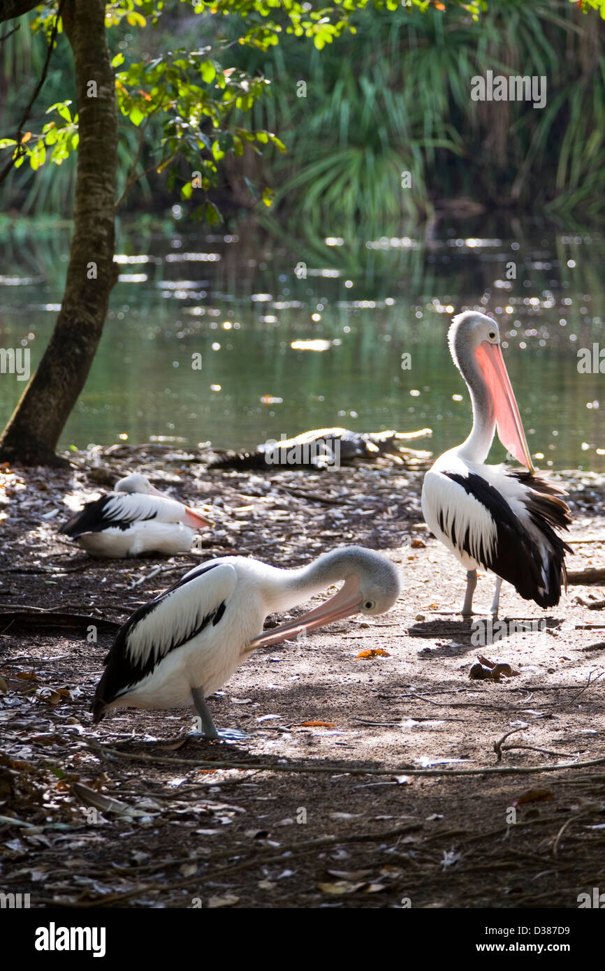 Australian wildlife education hi-res stock photography and images - Alamy
