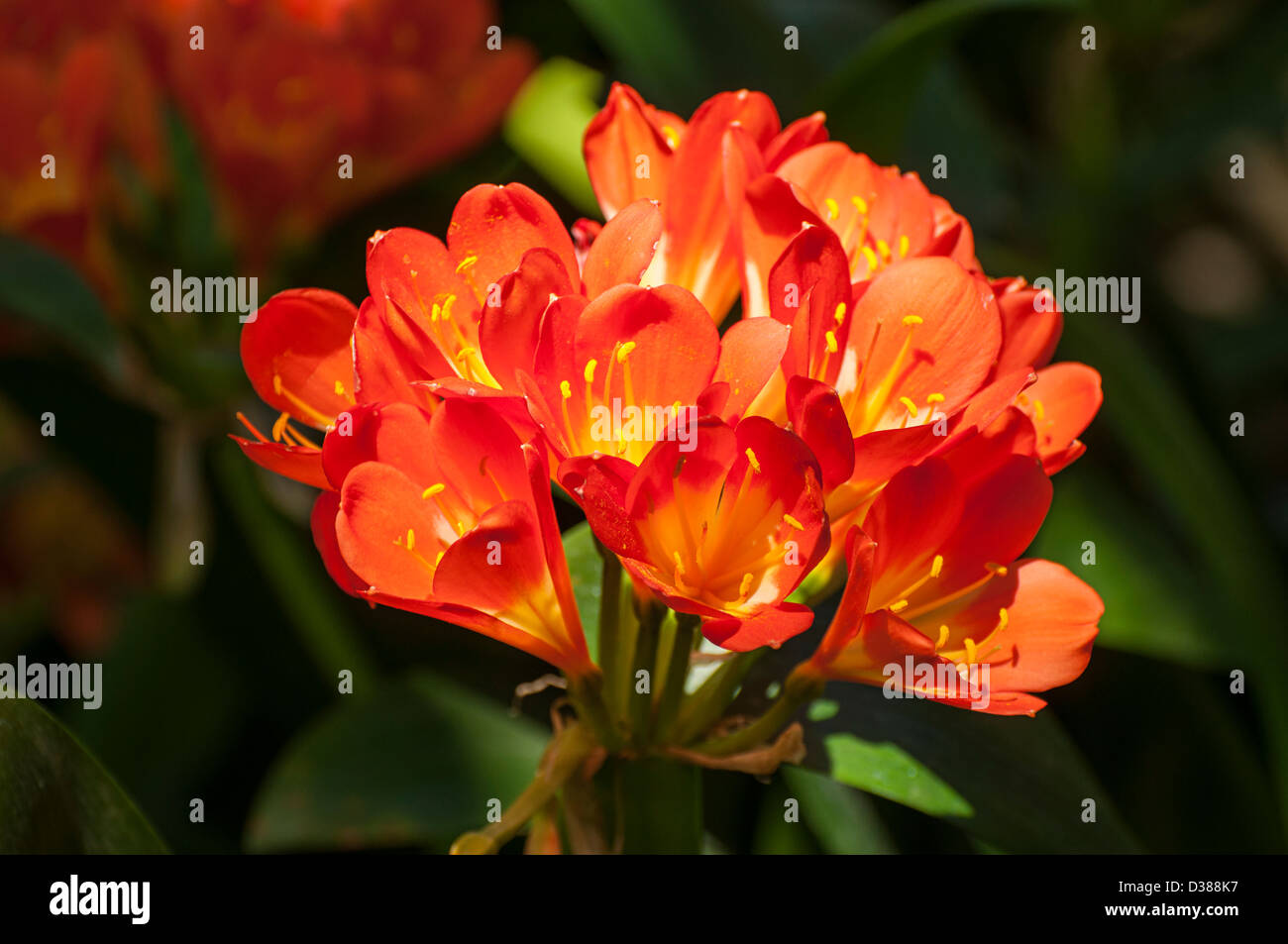 The beautiful and colorful Kaffir Lily, Clivia miniata. Stock Photo