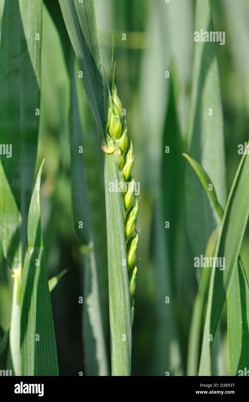 Birth in the field hi-res stock photography and images - Alamy