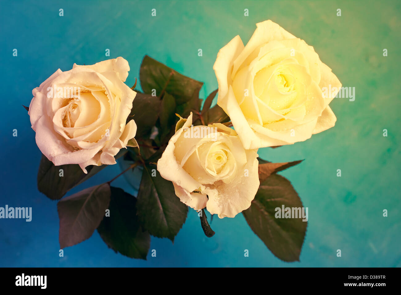 Three white roses with beautiful toning Stock Photo - Alamy