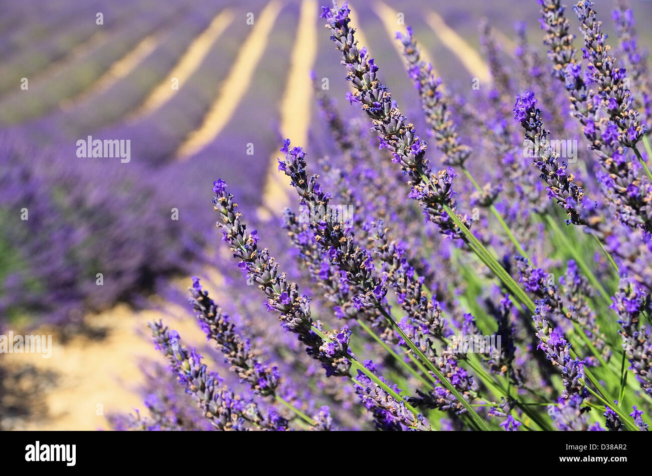 Lavendel - lavender 143 Stock Photo