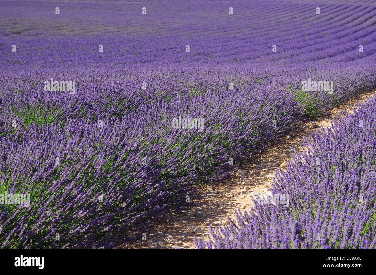 Lavendelfeld - lavender field 76 Stock Photo
