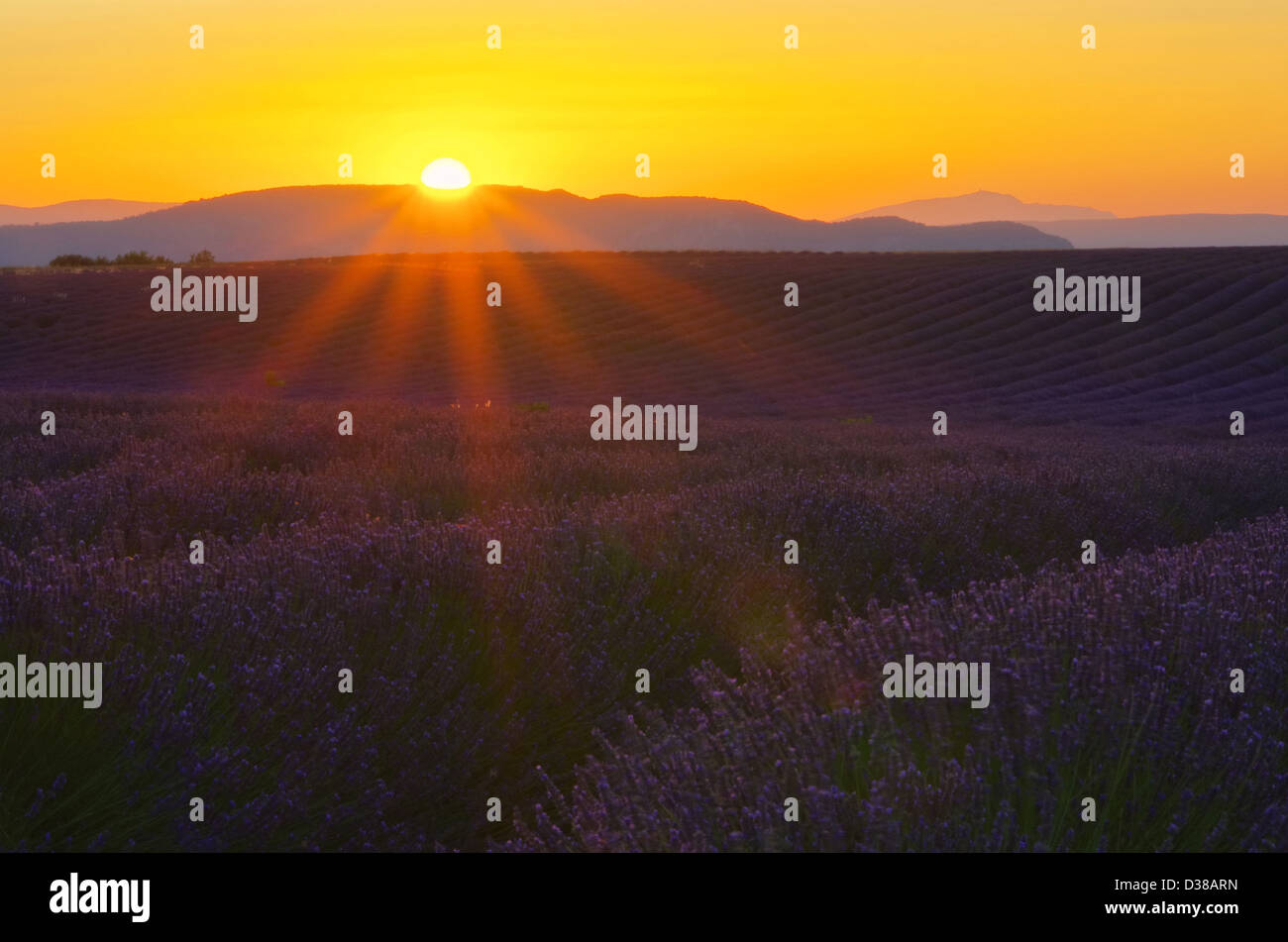 Lavendelfeld Sonnenuntergang - lavender field sunset 01 Stock Photo