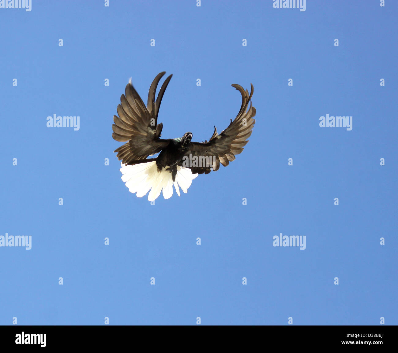 pigeon flying high blue sky clouds background Stock Photo