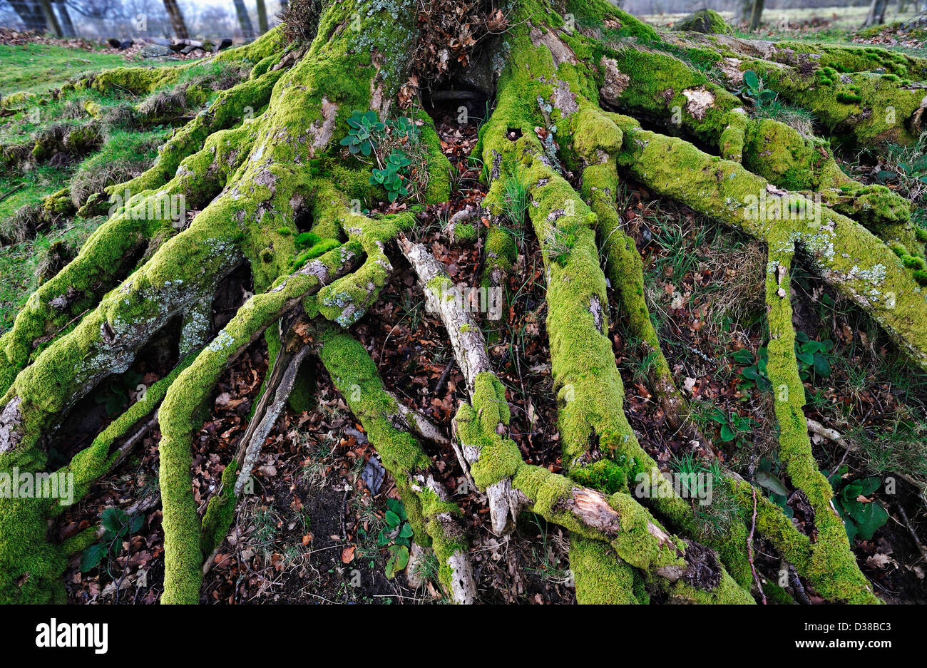 Mosscovered rootsystem of ancient oaktree Stock Photo Alamy