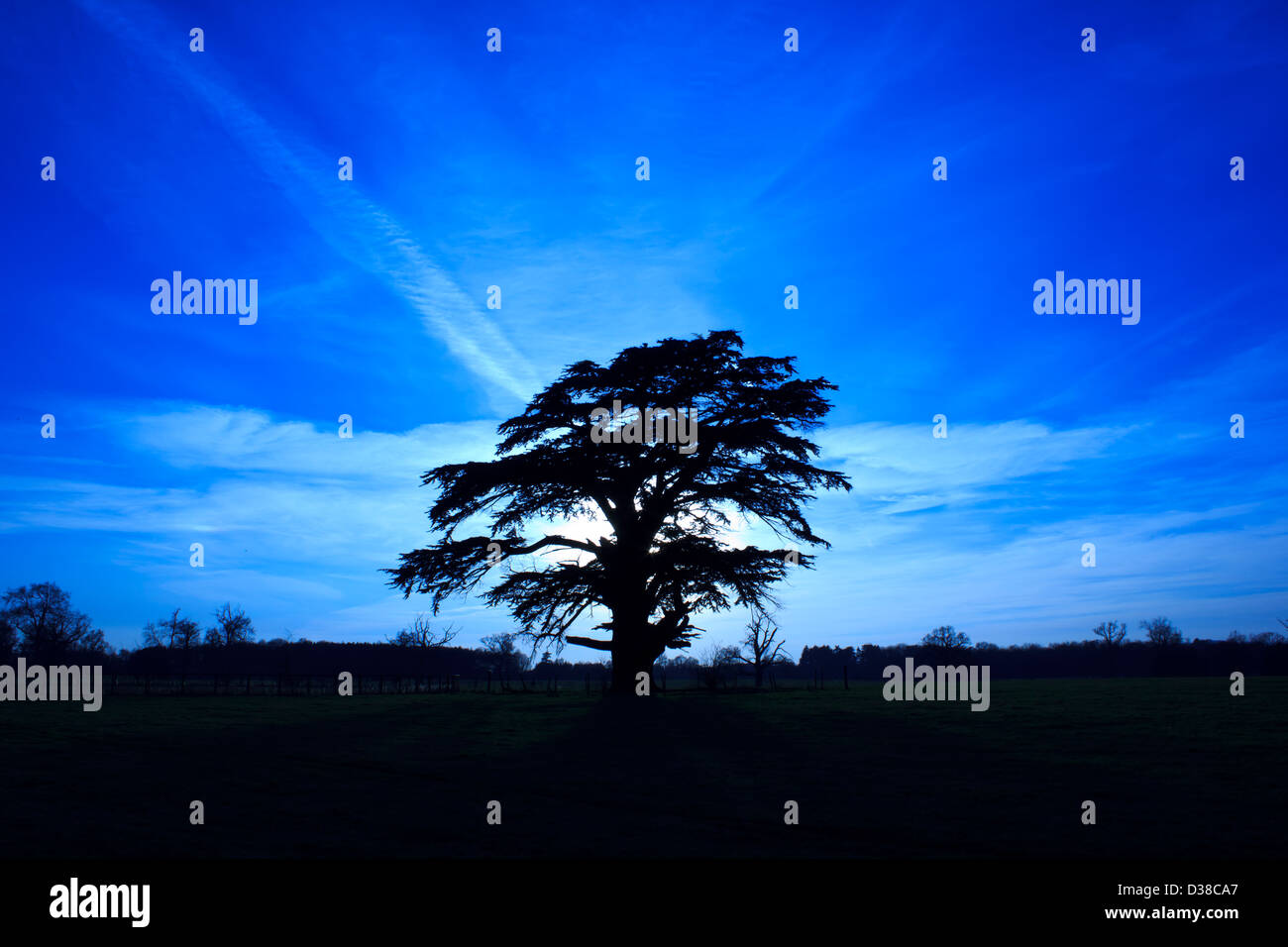 A silhouette of a single tree against deep blue sky Stock Photo - Alamy