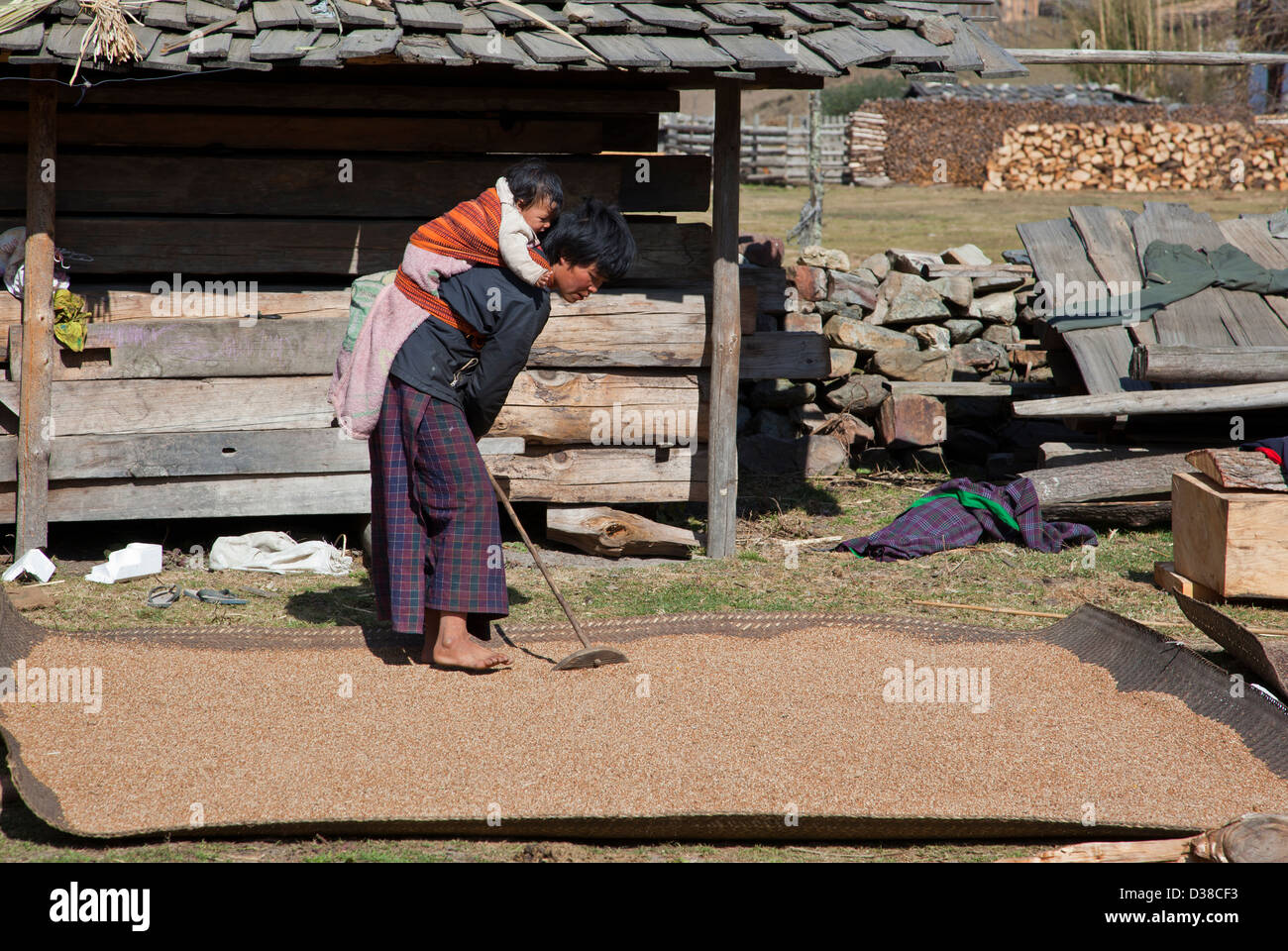 Woman holding young baby on her back working on her crop, Phobjika valley, Wangdiphodrang Dzongkhag, Bhutan Stock Photo