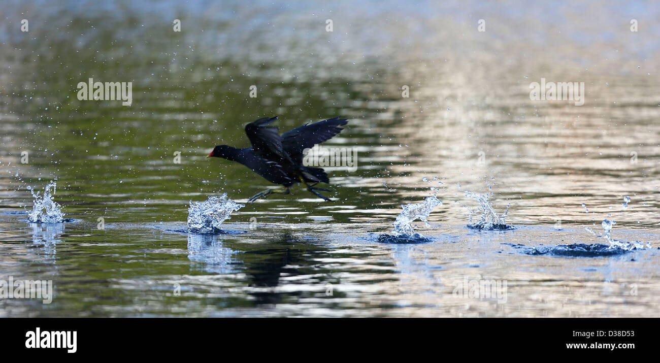 A bird darts across a pond on Hampstead Heath, London. Stock Photo