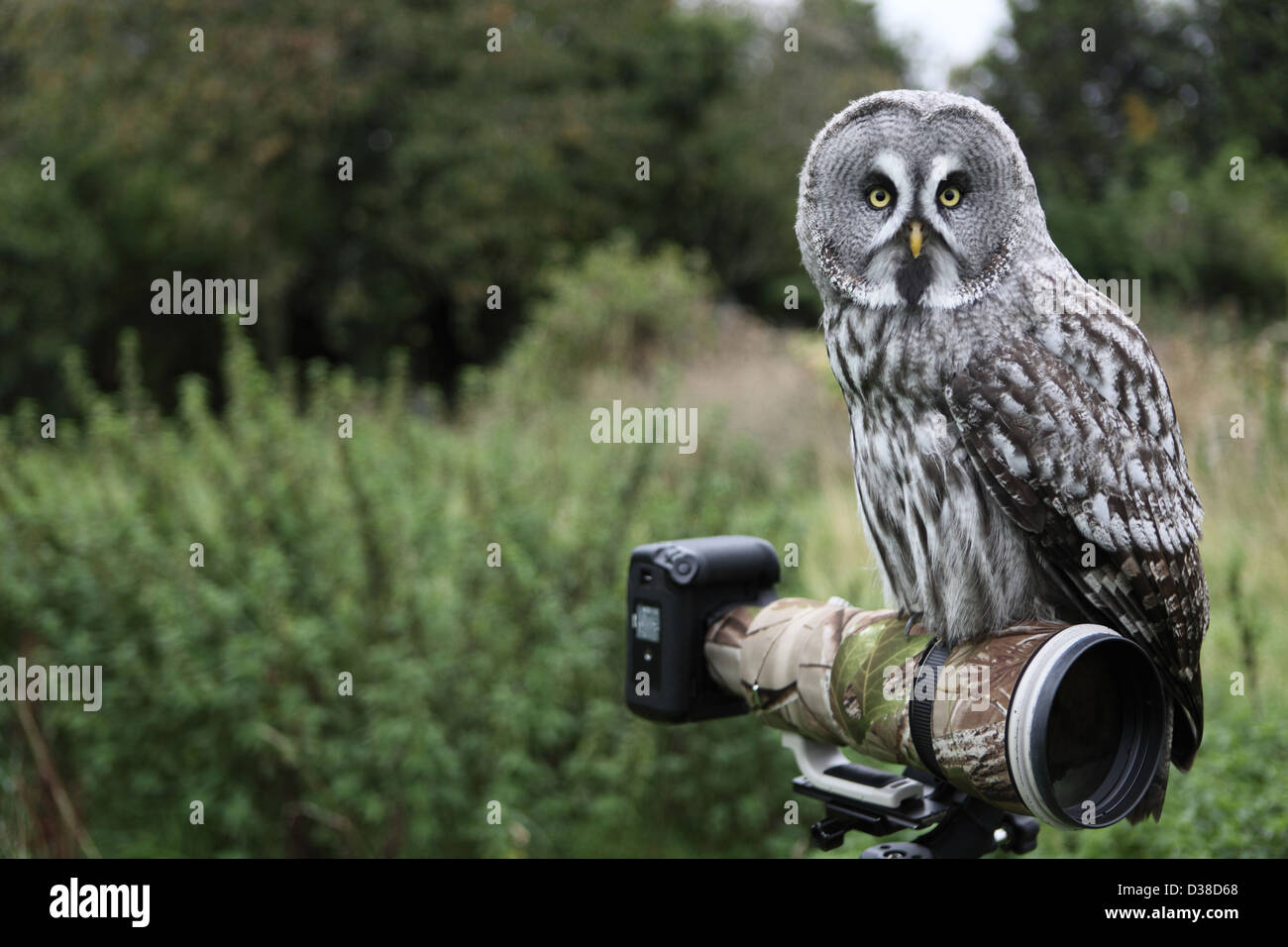 owl with camera