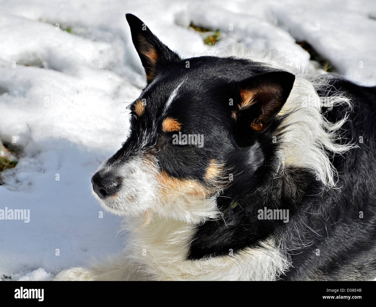 A black and white dog lying in the snow Stock Photo Alamy