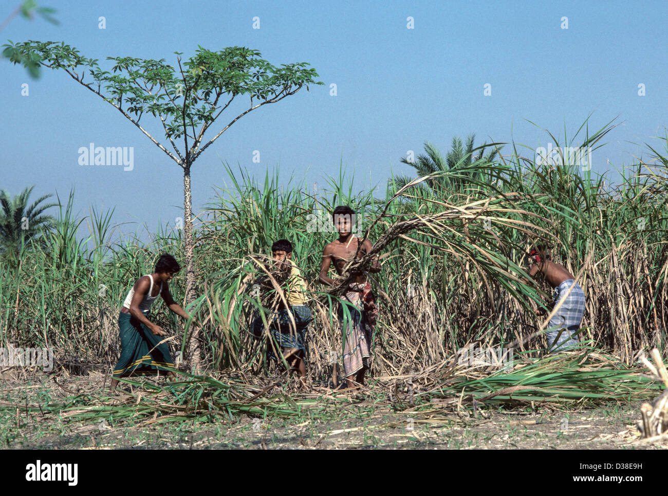 Young farm labourers harvesting sugarcane by hand. Barisal District, Bangladesh Stock Photo