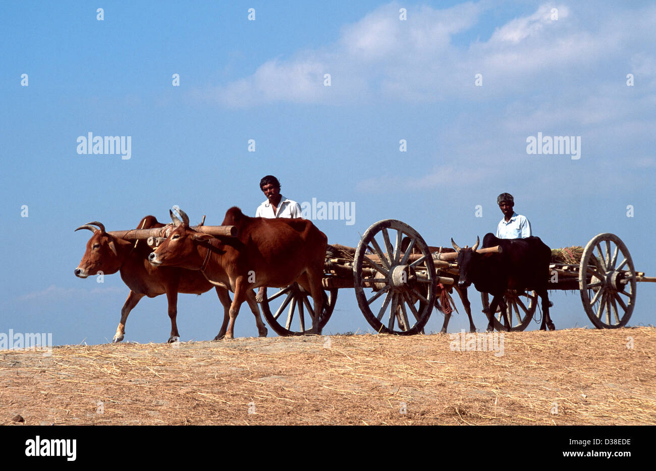 Farmers with their ox carts on a berm, a raised road that holds back high tides during monsoon or cyclones . Sandwip Island, Bay of Bengal, Bangladesh Stock Photo