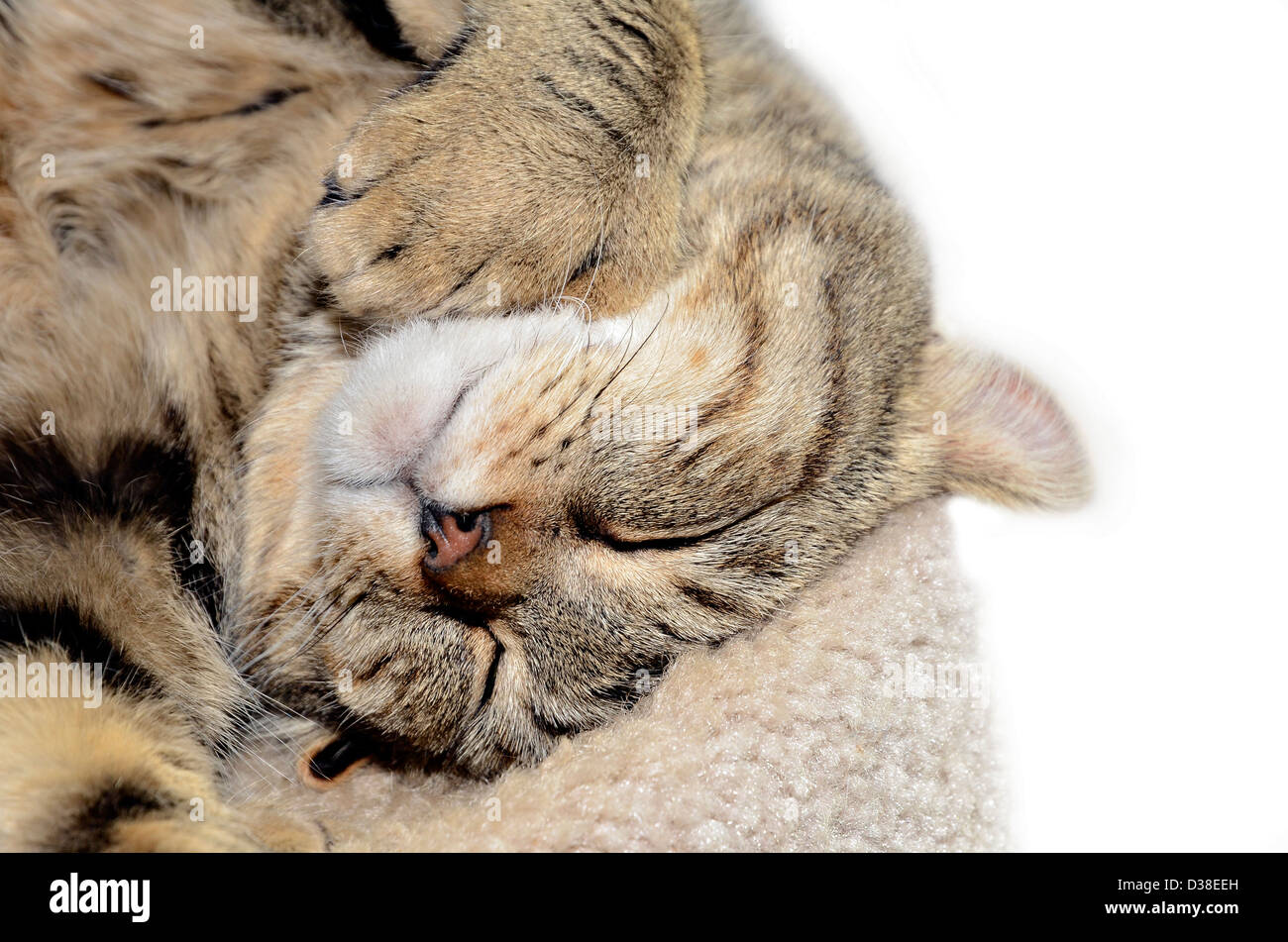 Highland Lynx cat asleep with head upside down Stock Photo Alamy