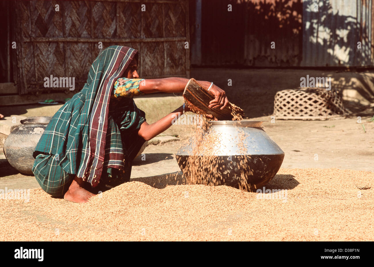 A woman putting parboiled rice that has been dried in the sun into an aluminium pot ready to sell. Shariatpur, Nr. Madaripur, Bangladesh Stock Photo