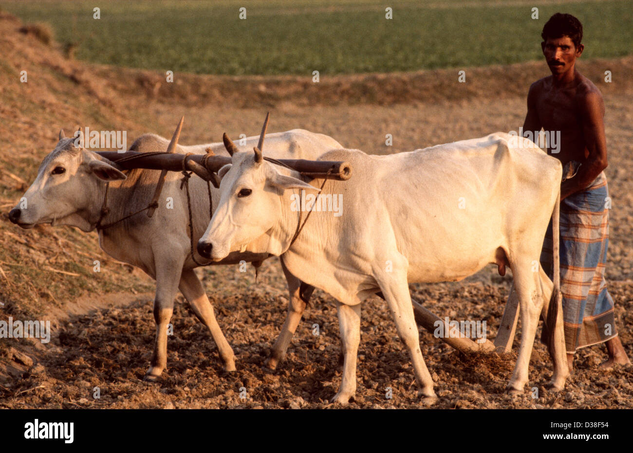 Farm labourer ploughing a field with a traditional wooden ploughshare pulled by oxen. Jamalpur district. Bangladesh Stock Photo