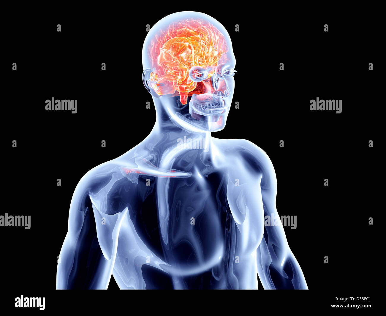 The Human Brain. 3D rendered anatomical illustration Stock Photo - Alamy