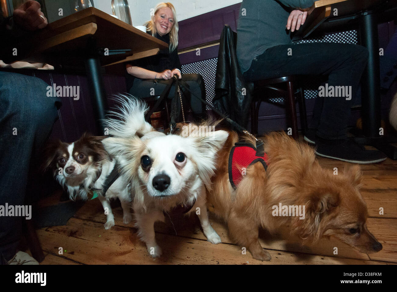 Cute pooches eagerly await there steak dinner at My Doggy Valentine Dinner for dogs and friends whilst fundraising for the Dogs Trust at the Coal Shed Restaurant, Brighton. 12th February 2013 photo©Julia Claxton Stock Photo