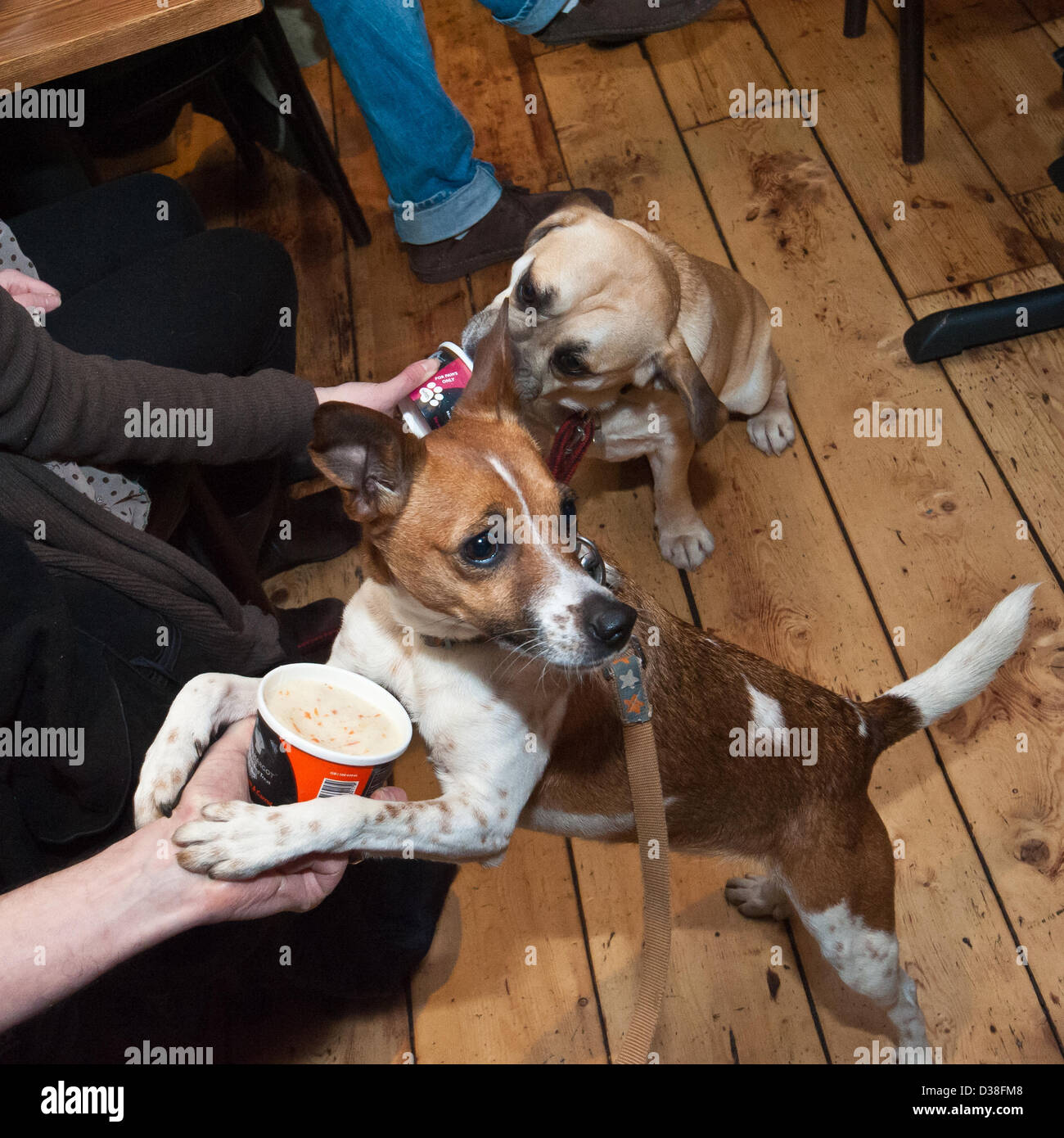 All this good food quite makes one's head spin - happy doggy diners enjoy My Doggy Valentine Dinner for dogs and friends whilst fundraising for the Dogs Trust at the Coal Shed Restaurant, Brighton. 12th February 2013 photo©Julia Claxton Stock Photo