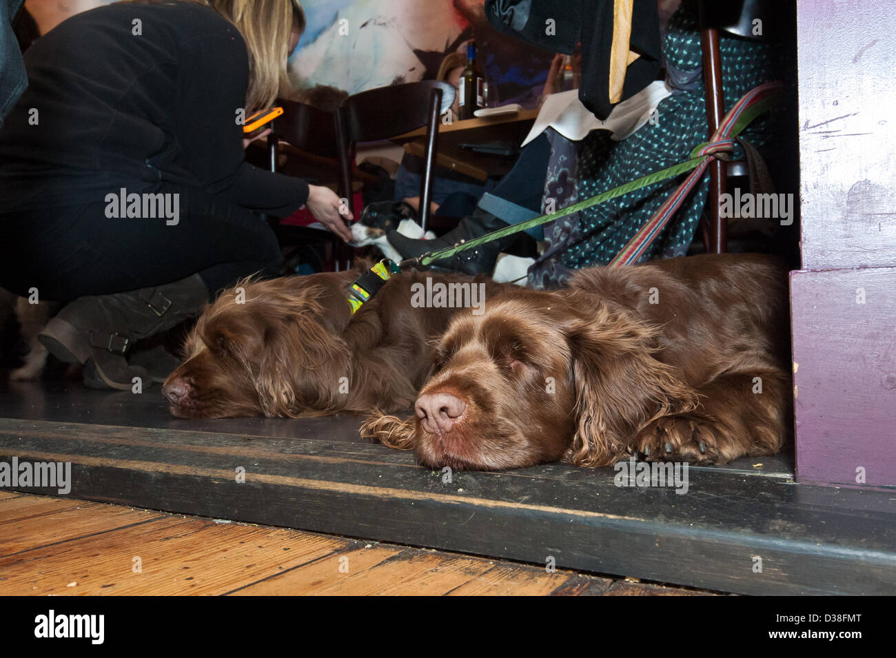 A pair of Sussex spaniels enjoying a post prandial nap at My Doggy Valentine Dinner for dogs and friends whilst fundraising for the Dogs Trust at the Coal Shed Restaurant, Brighton. 12th February 2013 photo©Julia Claxton Stock Photo