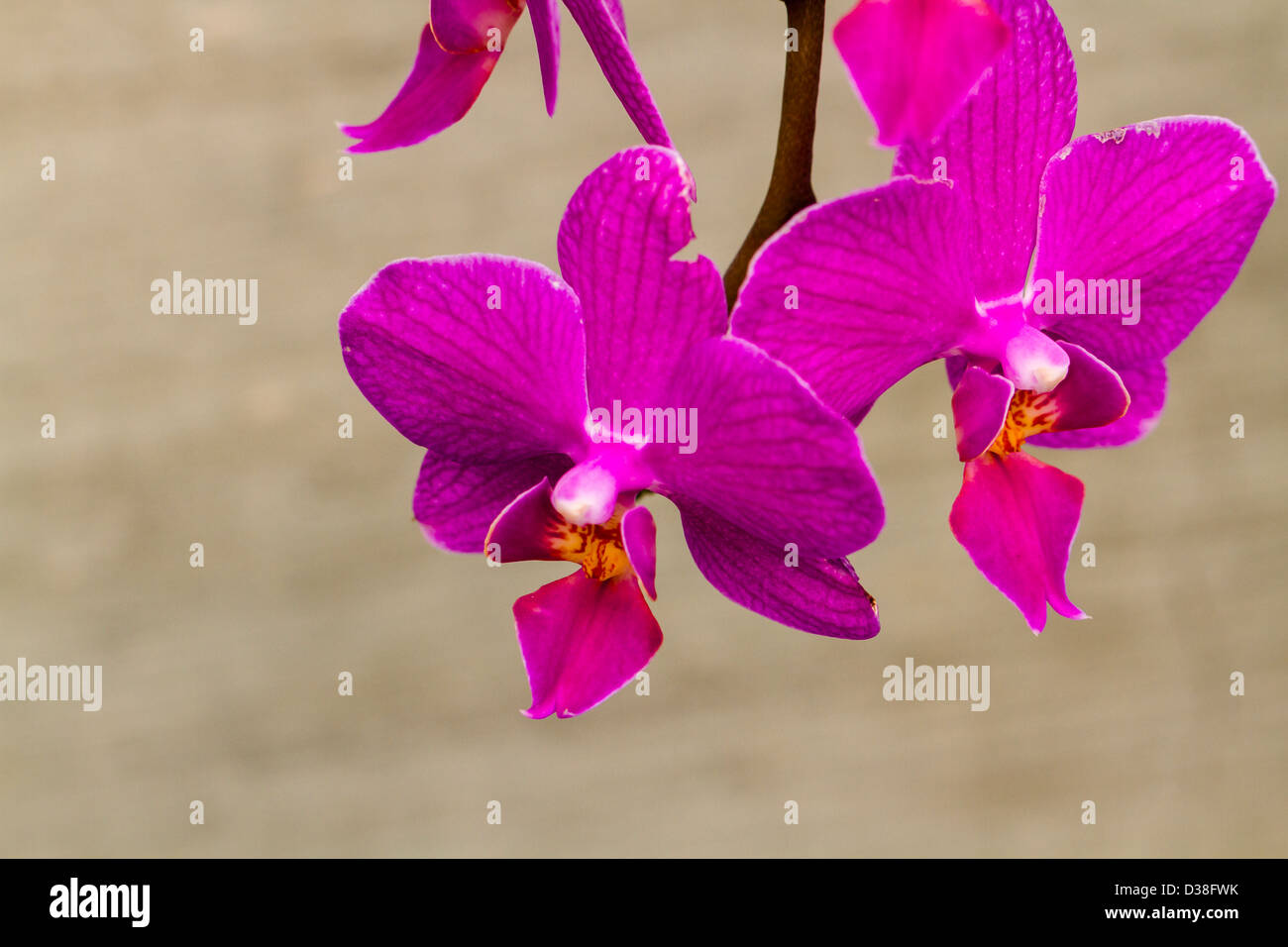 Close up of colorful orchid plants in full blossom. Stock Photo