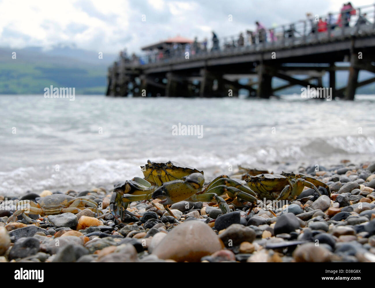 English seaside, crabs crawling into sea, creepy, cold wet, pier, holiday, vacation, summer sun, Stock Photo