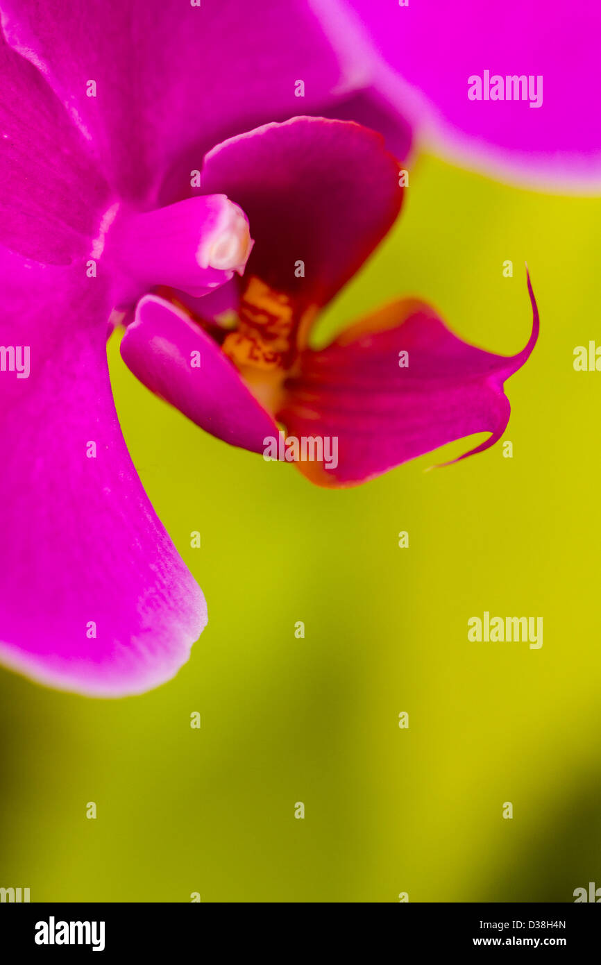 Close up of colorful orchid plants in full blossom. Stock Photo