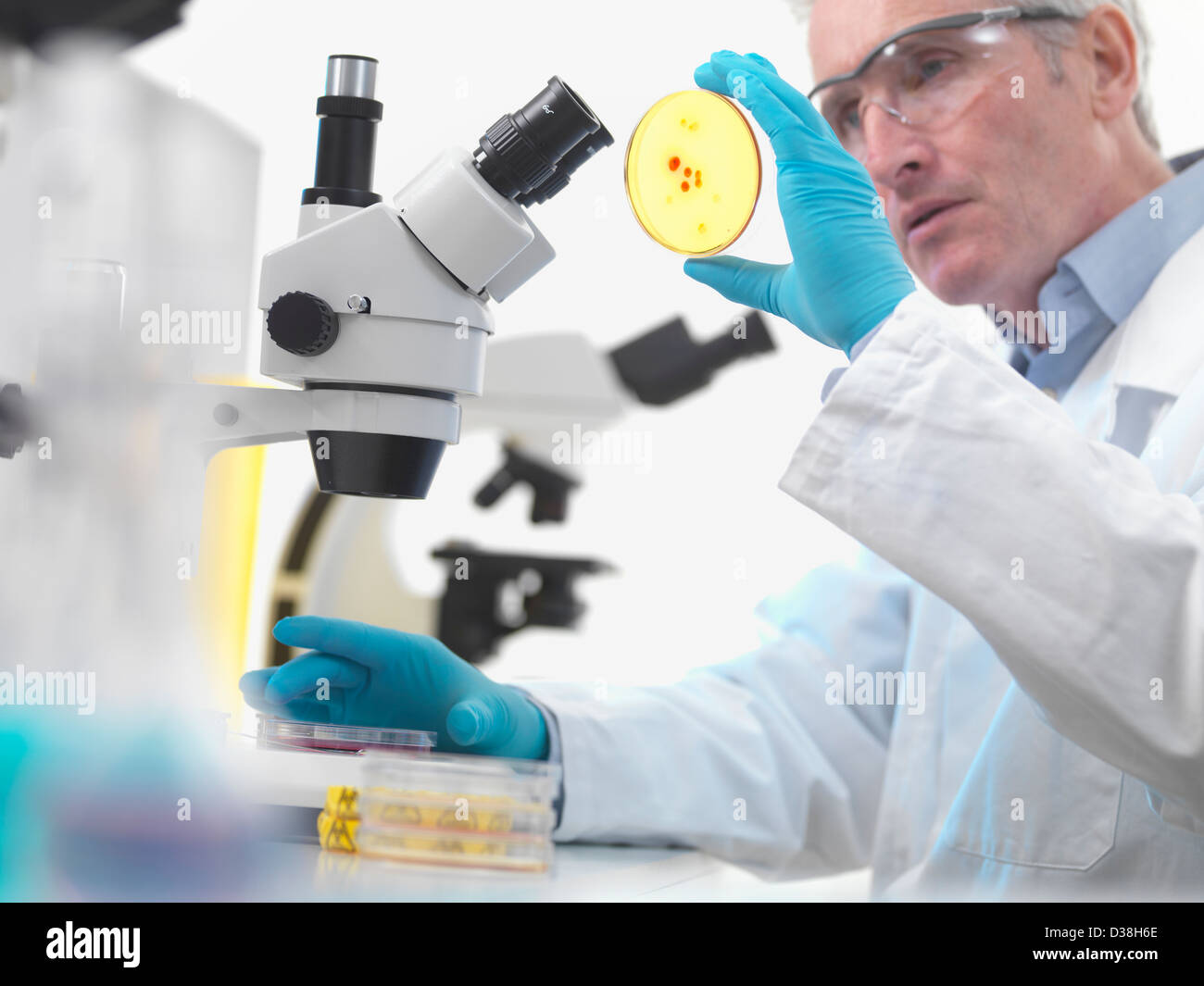 Lab culture dish hi-res stock photography and images - Alamy