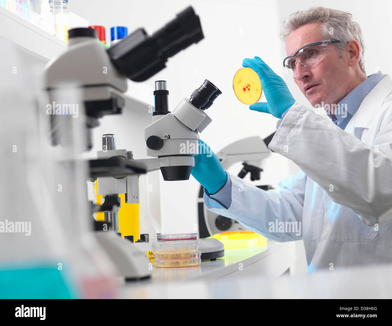Scientist examining petri dish in lab Stock Photo