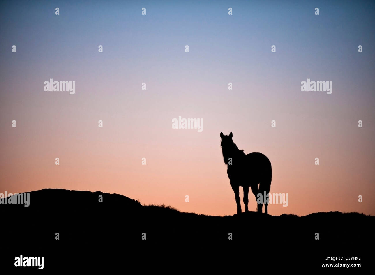 Silhouette of horse on hilltop Stock Photo