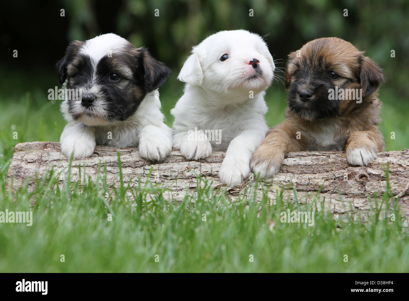 Dog Tibetan Terrier / Tsang Apso three puppies different colors lying on a wood Stock Photo Alamy