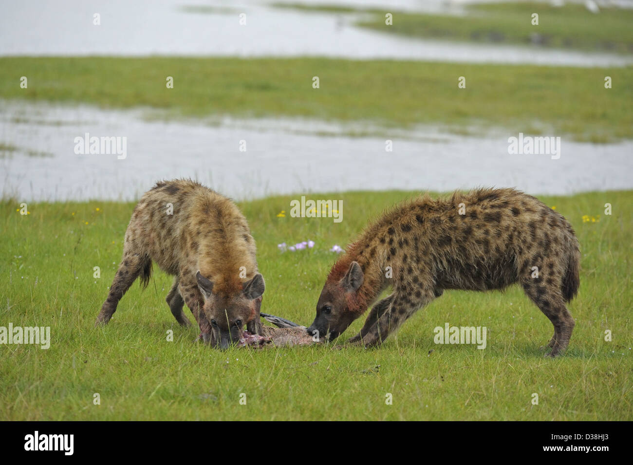 Spotted hyenas (Crocuta crocuta) eating a Thompson's gazelle kill in Lake Nakuru national park, Kenya Stock Photo