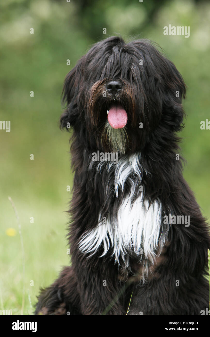 Dog Tibetan Terrier / Tsang Apso adult portrait Stock Photo