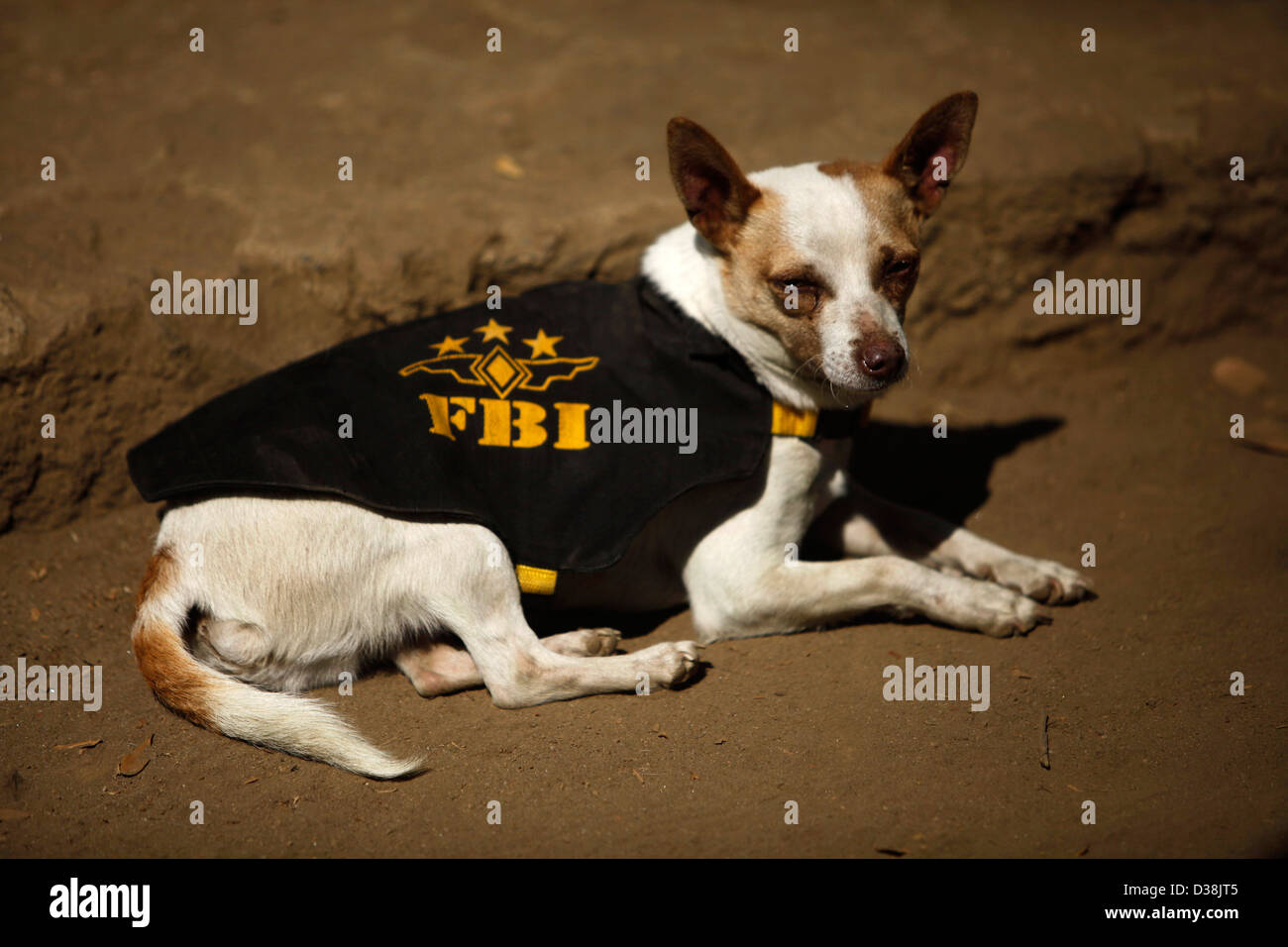A dog wearing FBI clothing stands at the "Milagros Caninos," or Canine