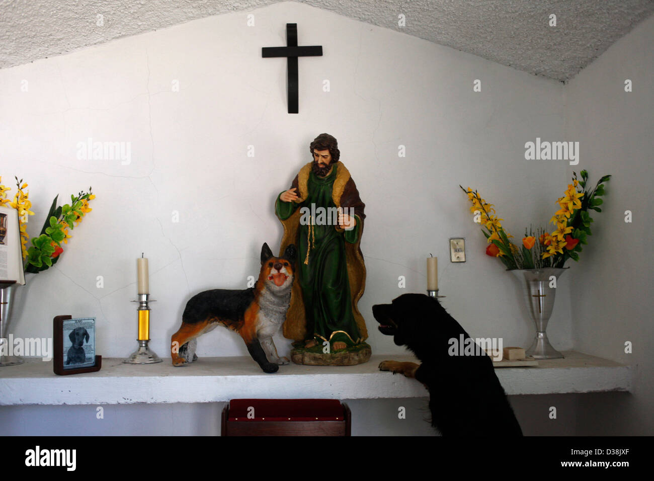 A dog, called Melon, who lost a leg when was run over by a car, plays by the altar to Saint Rocco, patron saint of animals Stock Photo