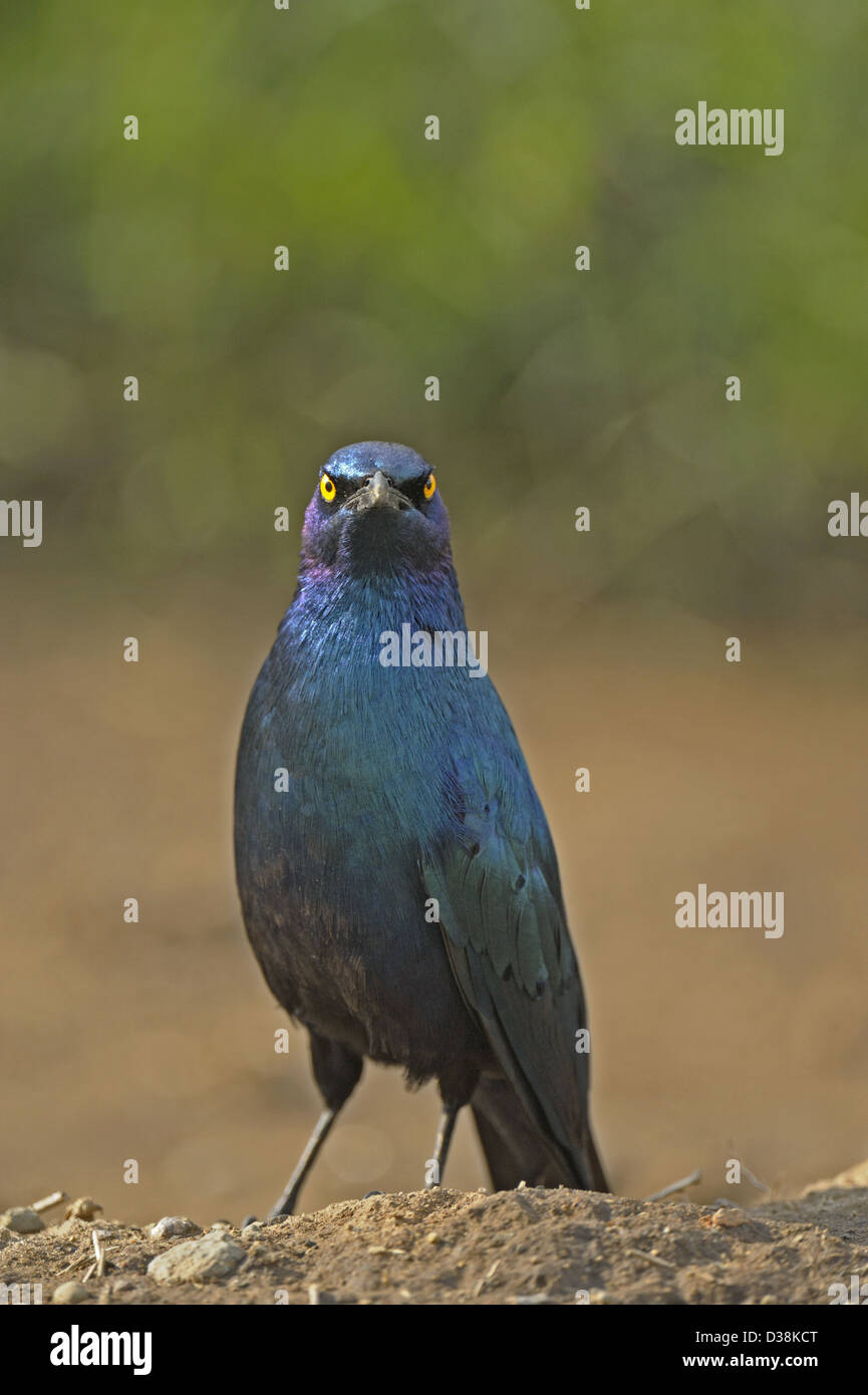 Greater Blue-eared Glossy Starling or Blue-eared Starling (Lamprotornis chalybaeus) in Lake Nakuru national park Stock Photo