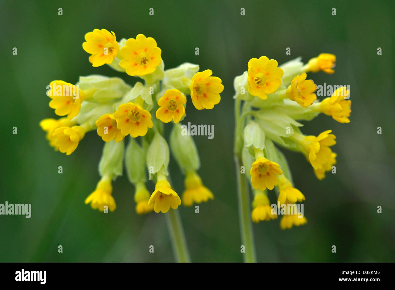 Cowslip (Primula veris) flowers in bloom. Dorset, UK May 2012 Stock Photo