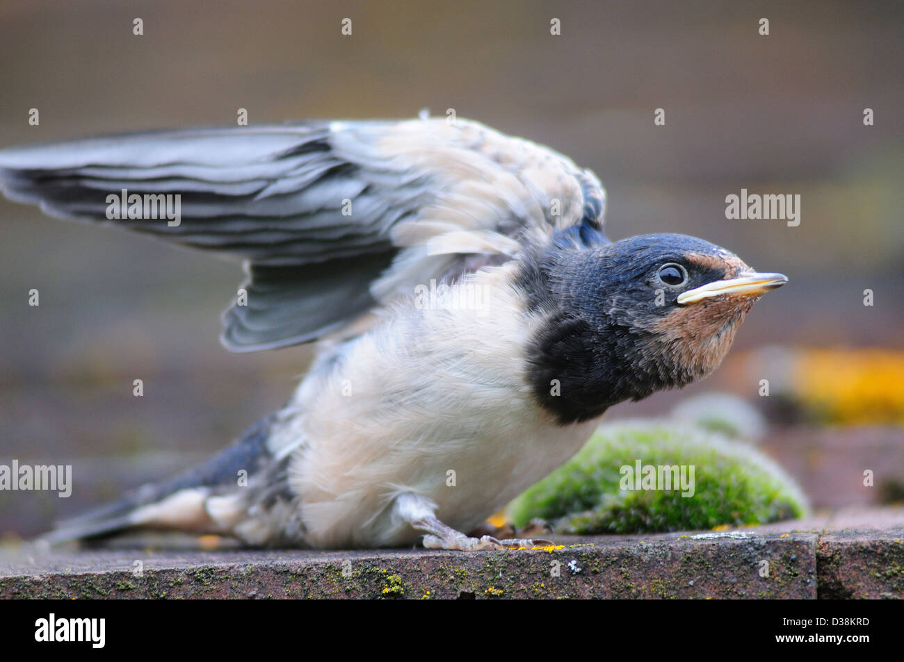 A swallow fledgling Stock Photo