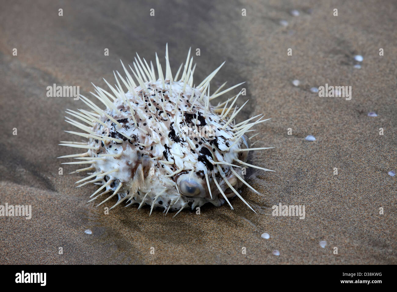 Dead Sea hedgehog thrown out on a coast Stock Photo