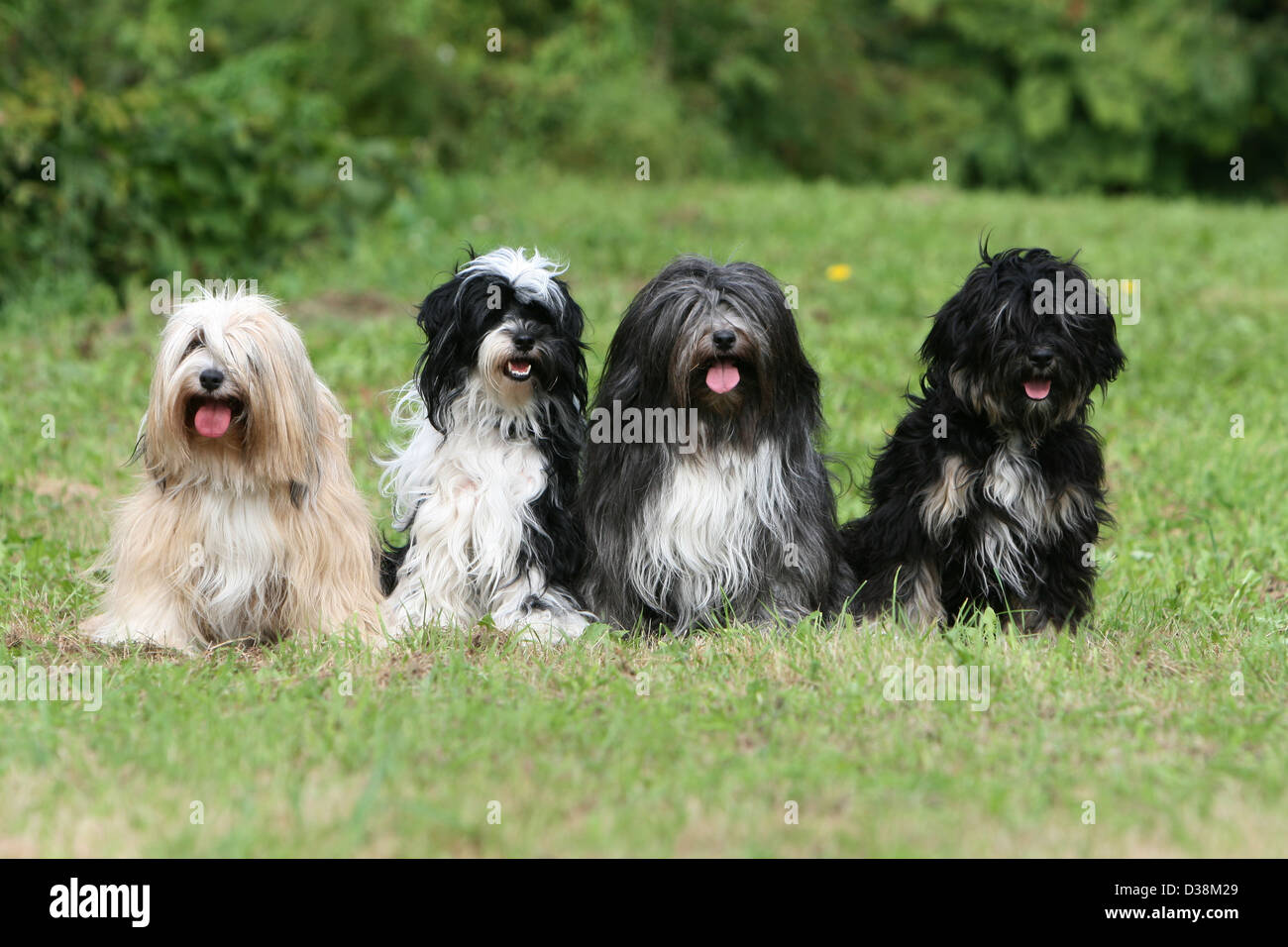 Tibetan terrier store group