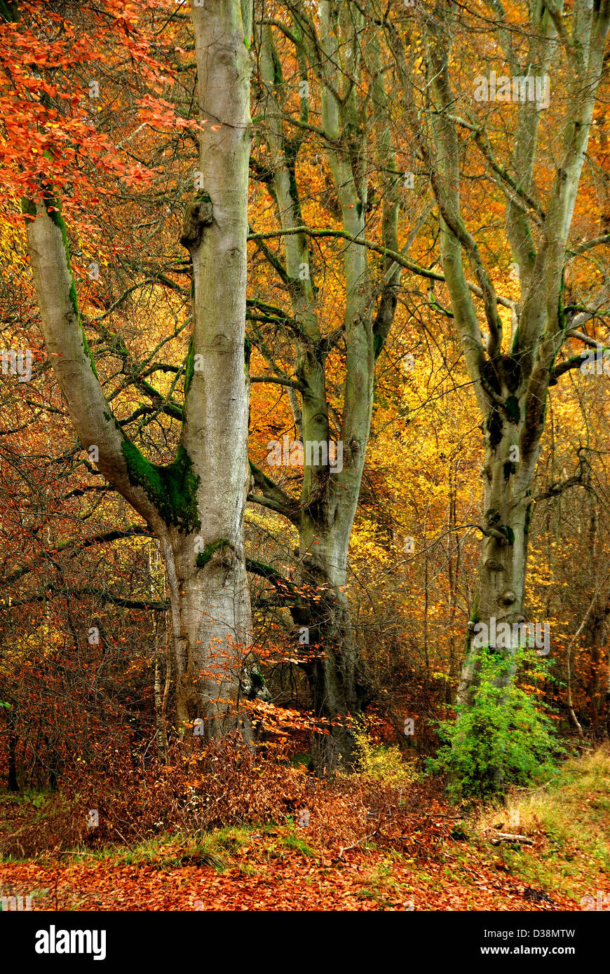 A view of Savernake Forest Wiltshire in the autumn with vibrant gold ...