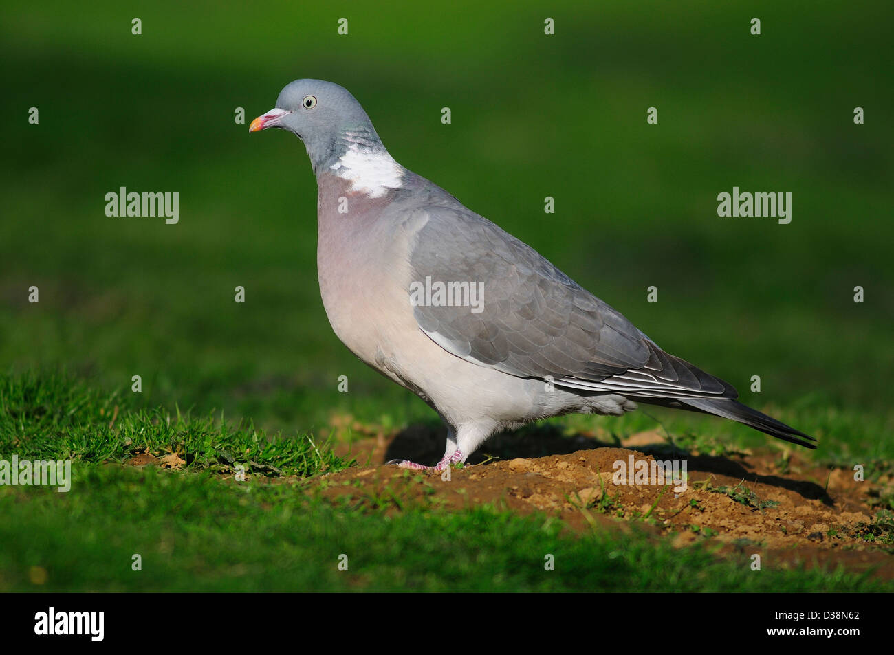 woodpigeon Stock Photo