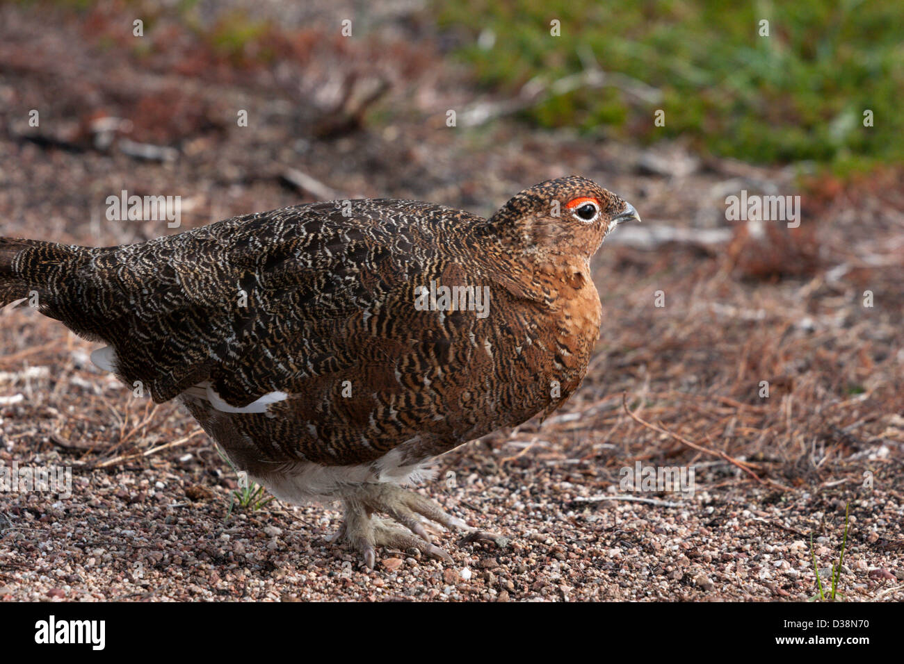 Arctic Ptarmigan Summer