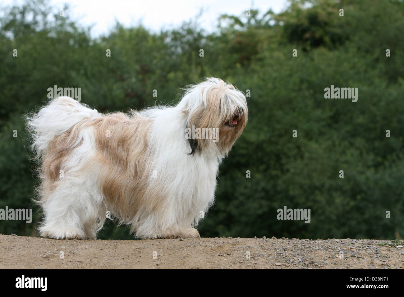 Tibetan terrier clearance adult
