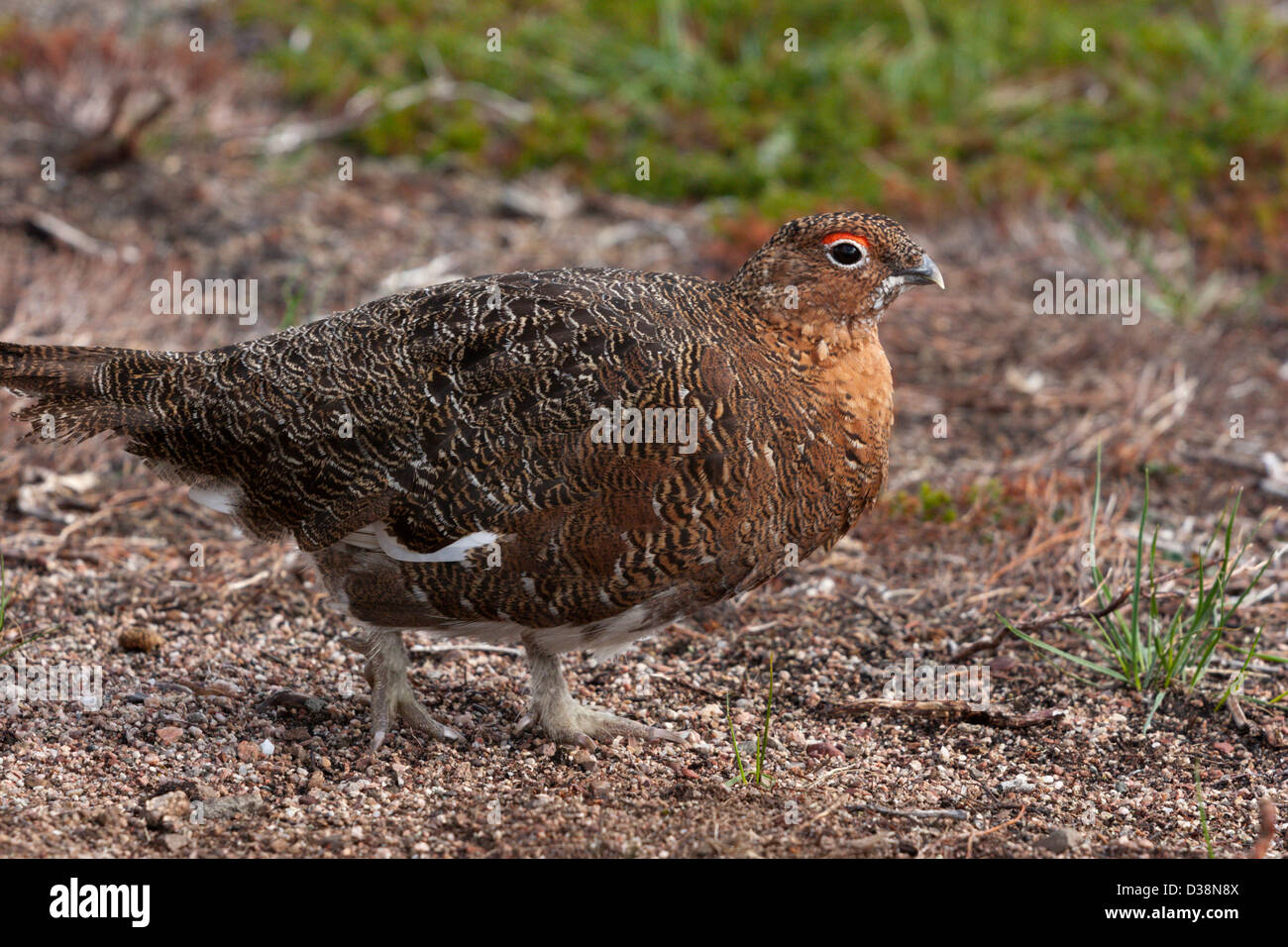 Ptarmigan Arctic Bird Summer Plumage Feathers Camouflage Hen Stock Ptarmigan Arctic Bird Summer Plumage Feathers Camouflage Hen Stock