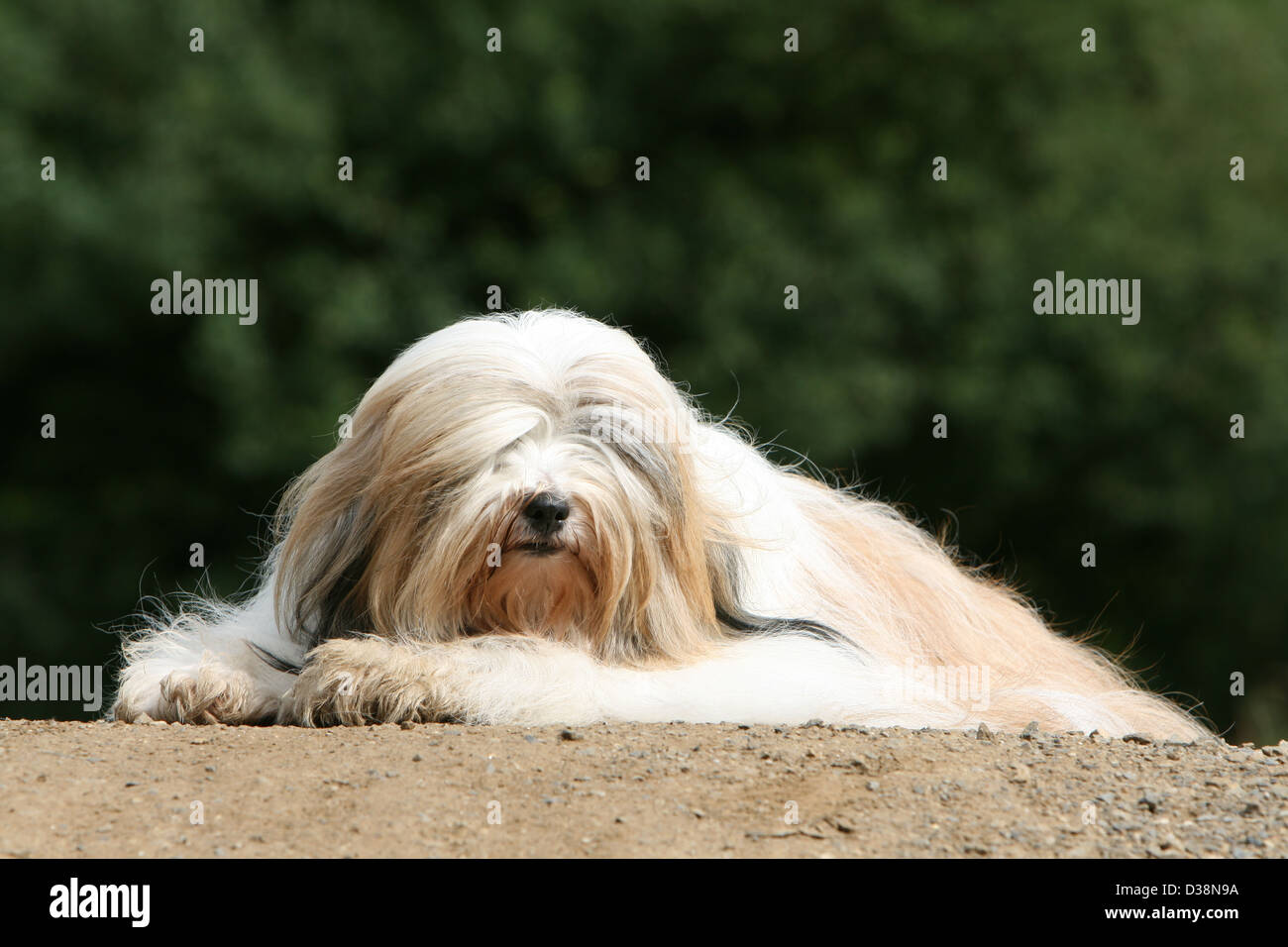 Tibetan apso hires stock photography and images Alamy