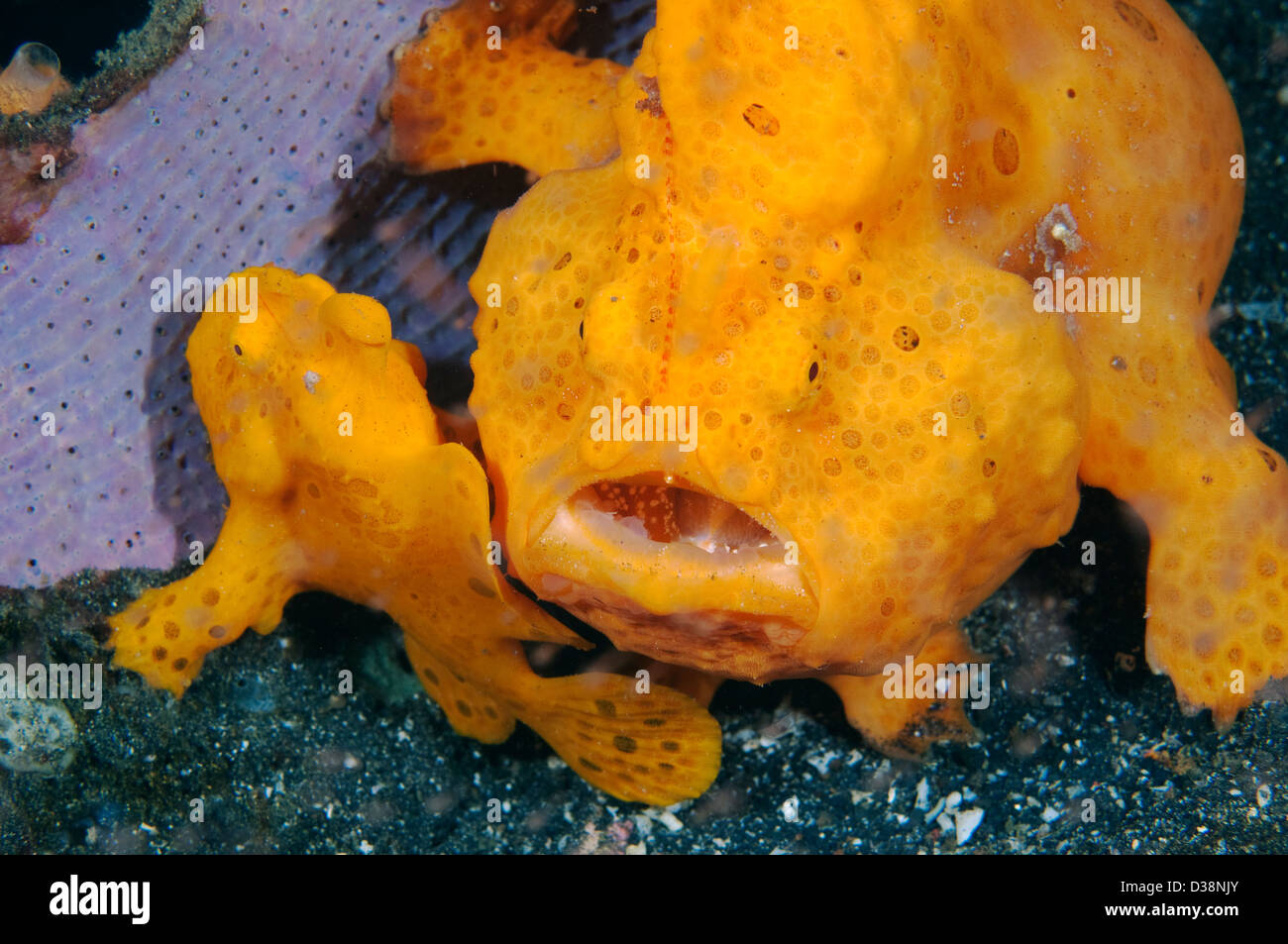 A pair of Painted Frogfish in Lembeh Strait, North Sulawesi. Stock Photo