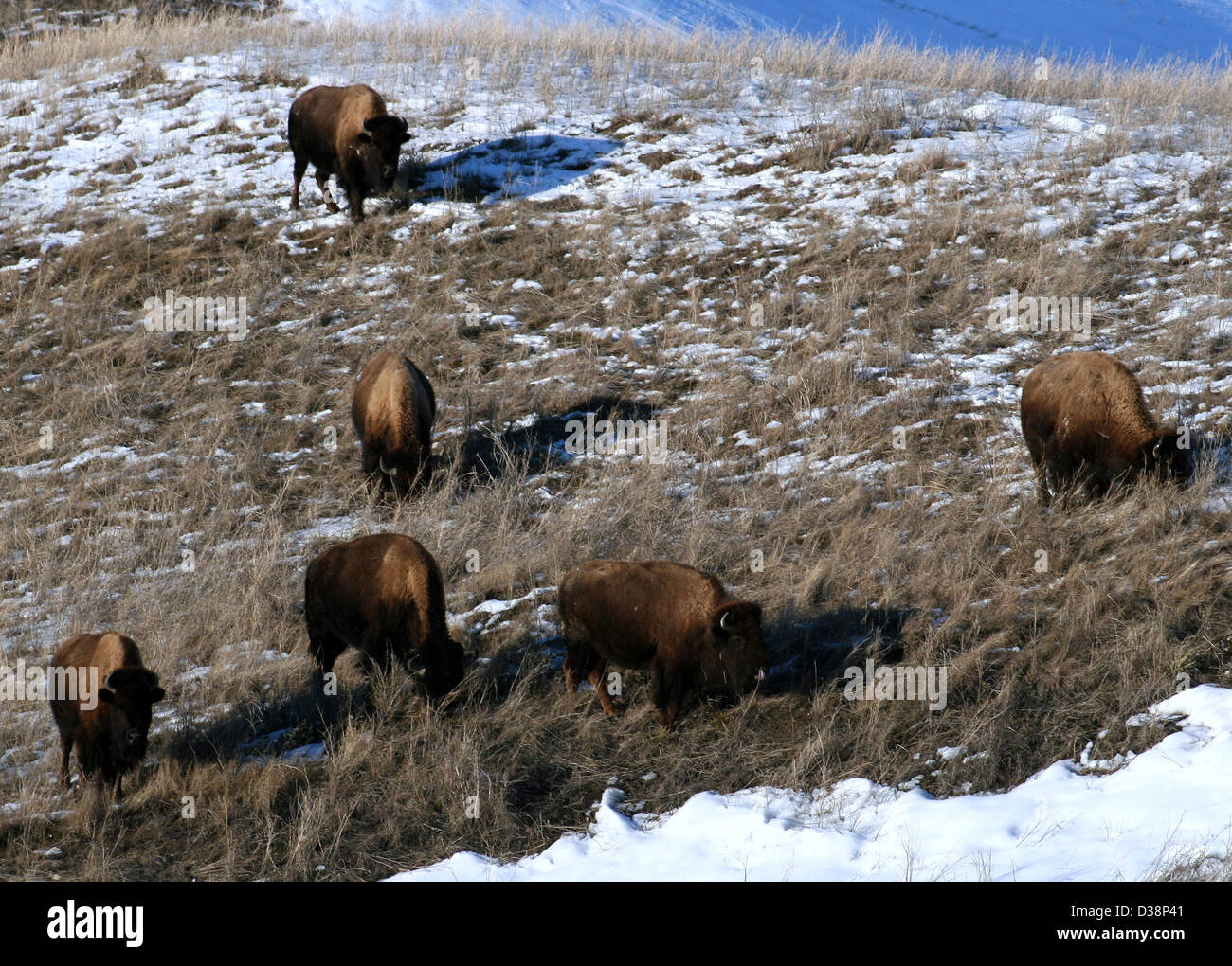 Bison are a prominent species in Badlands National Park, particularly ...
