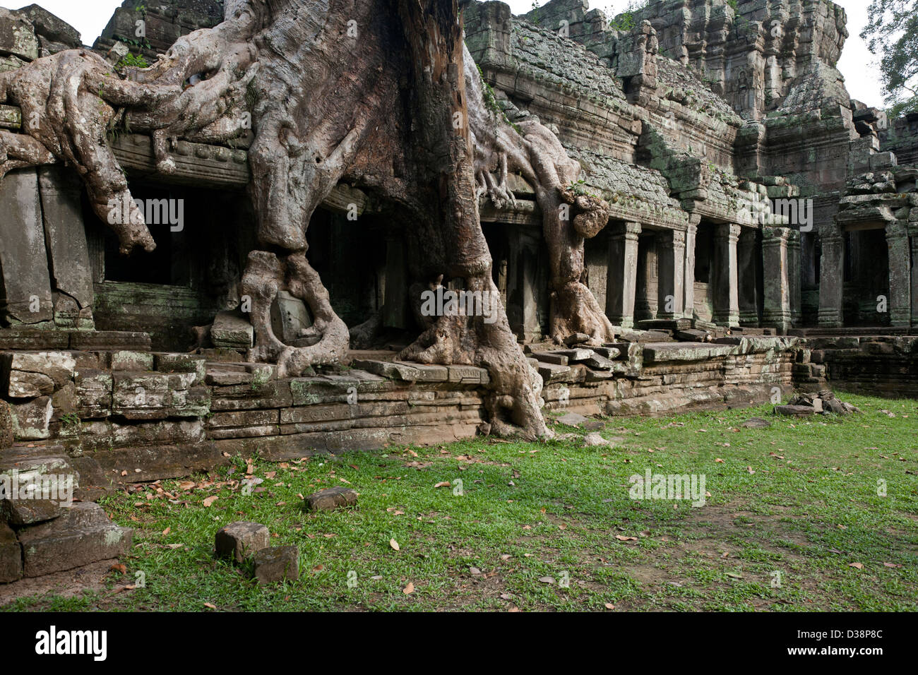 Strangler fig tree (ficus religiosa). Preah Khan temple. Angkor. Cambodia Stock Photo