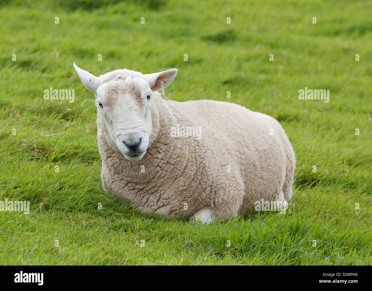 Sheep sitting in field Stock Photo